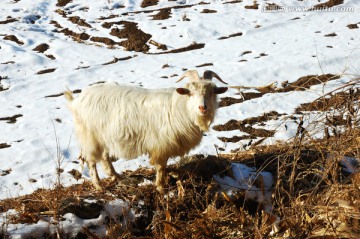 雪地中的山羊