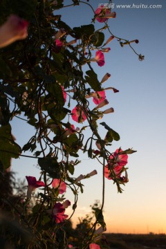 红色牵牛花 蓝天 日暮 逆光