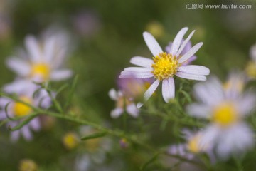 马兰花