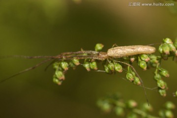 土黄色的蜘蛛