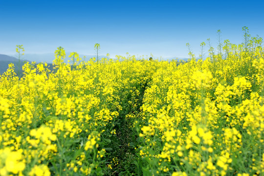 油菜花