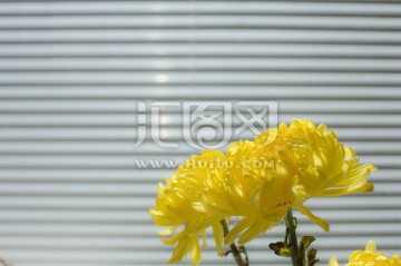 百叶窗前的黄色菊花