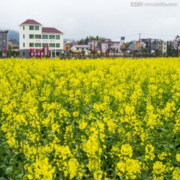 新农村 油菜花 春天