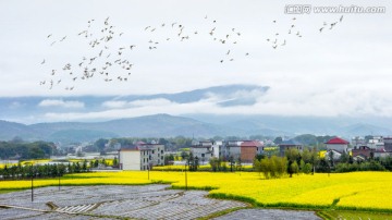 闹春图 山乡的春天 鸟 油菜花