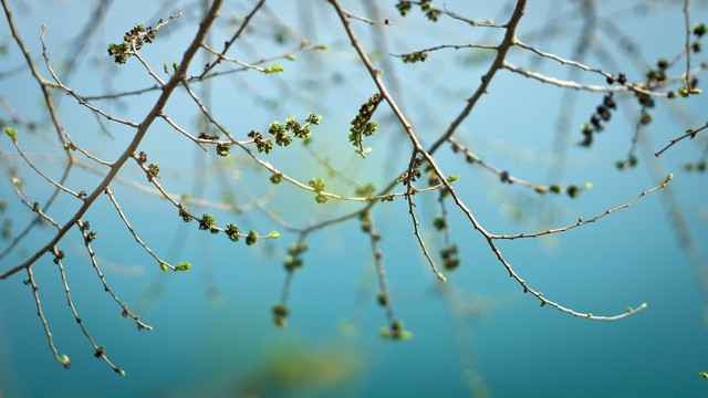 绿色枝芽