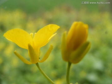 油菜花