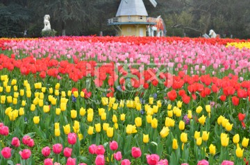 郁金香花海