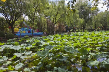 上海 鲁迅公园 休闲场所 游园