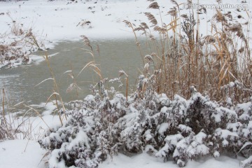 雪中的芦苇