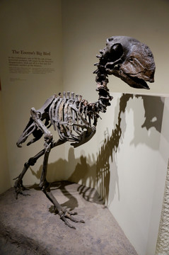 鸟类 骨骼标本