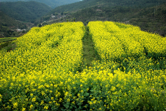 油菜花