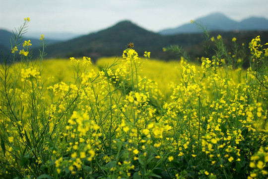 油菜花