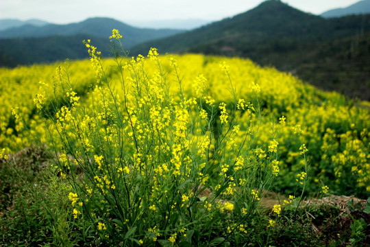 油菜花