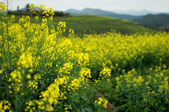 油菜花