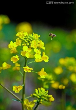 油菜花