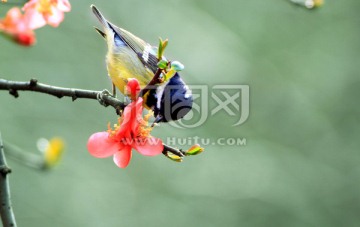 黄腹山雀 鸟语花