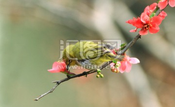 绿绣眼 黄腹山雀 鸟语花