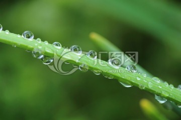 雨后水仙花枝叶