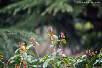 树枝 发芽