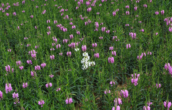 紫花丛中的白花