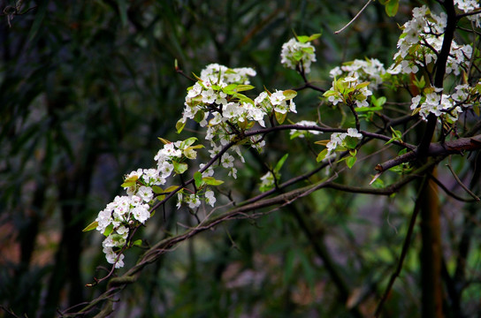 李花