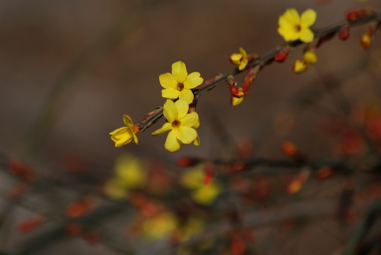 迎春花 花卉 春的信息 花朵