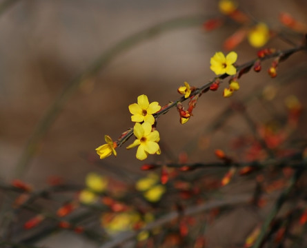 迎春花 花卉 春的信息 花朵