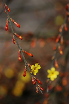 平迎春花 花卉 春的信息 花朵