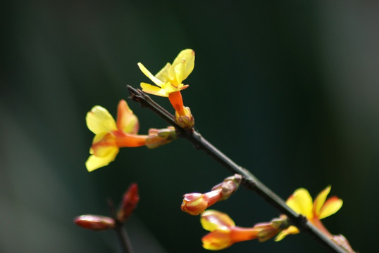 迎春花 花卉 春的信息 花朵