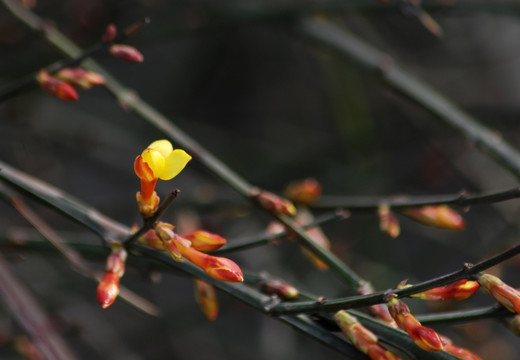 迎春花 花卉 春的信息 花朵