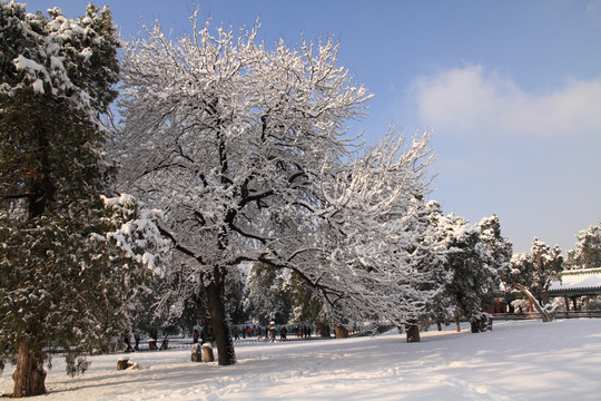 雪景