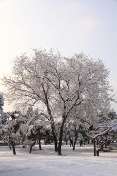 雪景