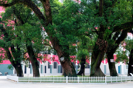 安福中学 校园绿化 樟树