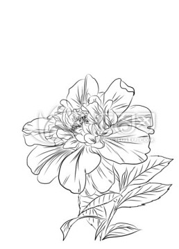 花卉線稿