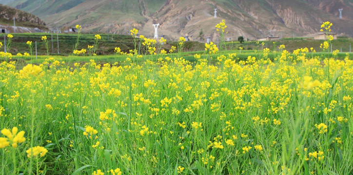 油菜花