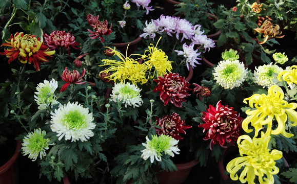 菊花