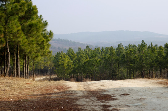 丘陵地带马尾松林