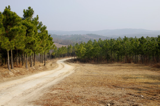 丘陵地带马尾松林