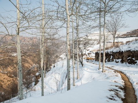 雪景 雪 白杨礼赞