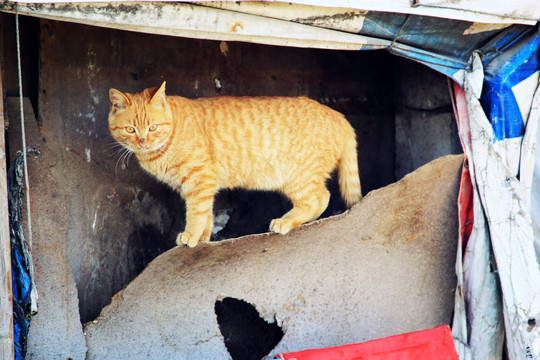 流浪猫