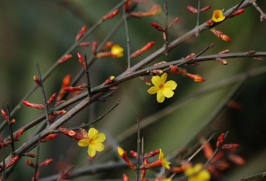 迎春花 花卉 春的信息 花朵