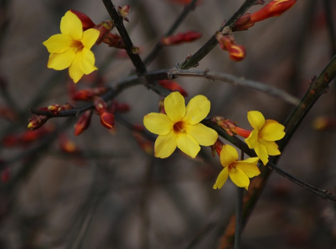 迎春花 花卉 春的信息 花朵