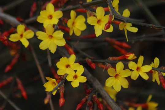 迎春花 花卉 春的信息 花朵