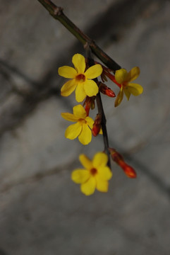 迎春花 花卉 春的信息 花朵