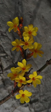 迎春花 花卉 春的信息 花朵