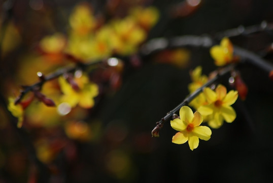 迎春花 花卉 春的信息 花朵