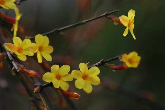 迎春花 花卉 春的信息 花朵