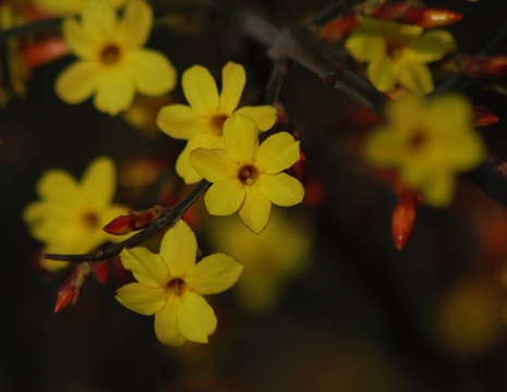 迎春花 花卉 春的信息 花朵