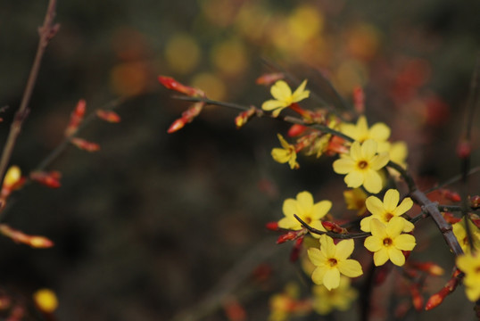 迎春花 花卉 春的信息 花朵