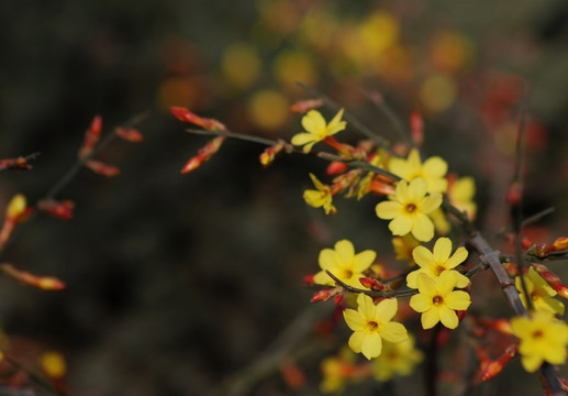 迎春花 花卉 春的信息 花朵